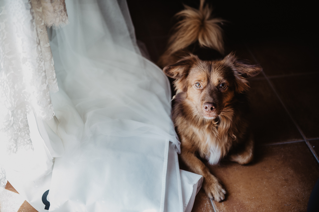 fotografía de boda, fotógrafos de bodas córdoba, bodas Córdoba, novias, perros